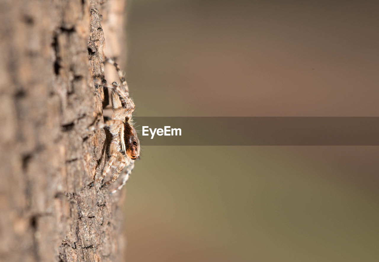 Close-up of spider on tree trunk