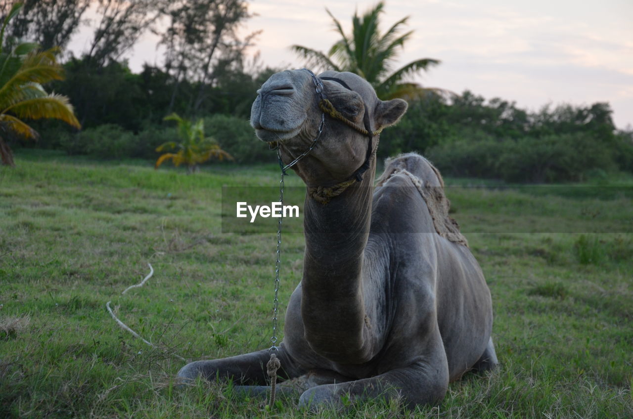 CLOSE-UP OF HORSE SITTING ON GRASS