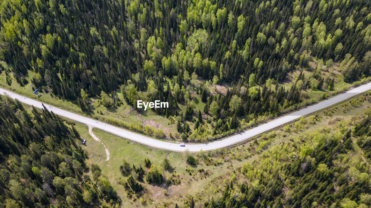 Road next to forest