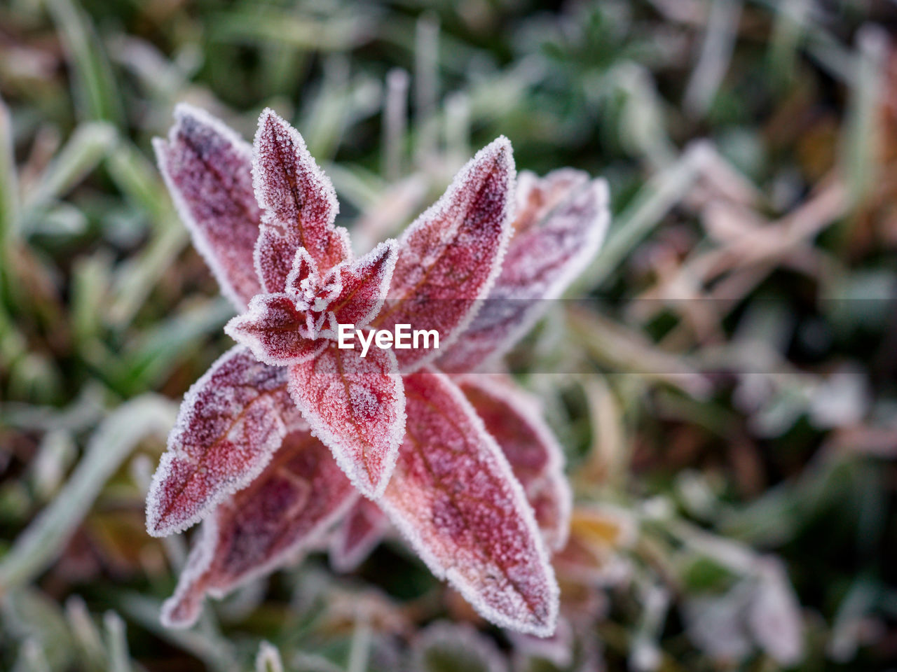 flower, plant, beauty in nature, close-up, nature, frost, no people, macro photography, leaf, growth, wildflower, plant part, focus on foreground, flowering plant, day, outdoors, fragility, winter, freshness, red, petal