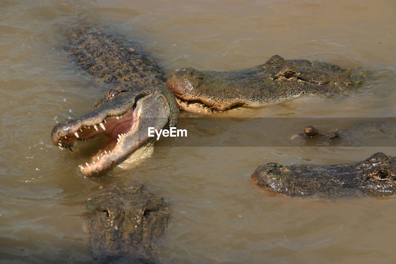 High angle view of crocodiles swimming in water