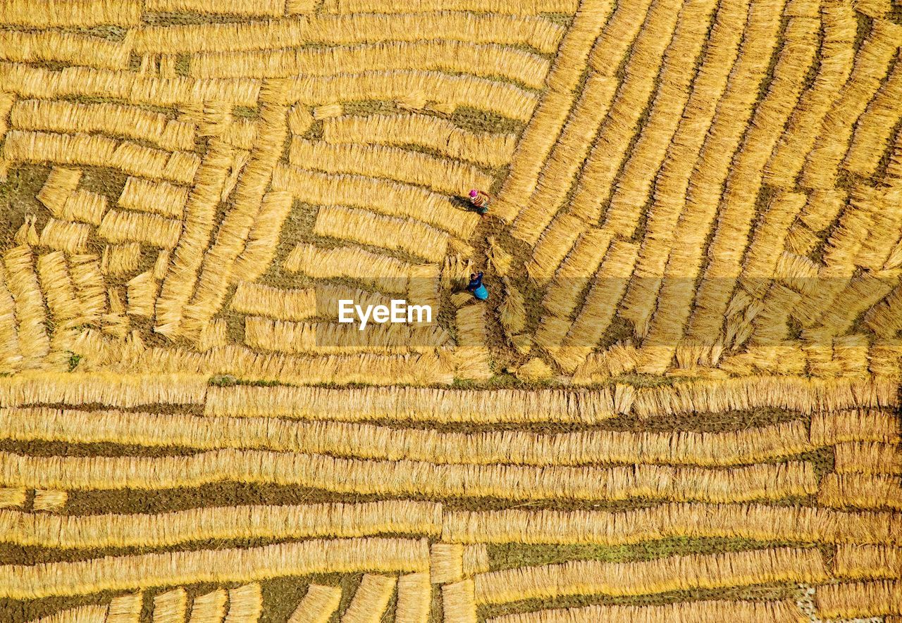 People working on field