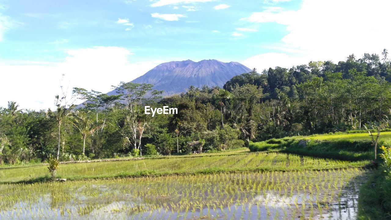 Scenic view of green landscape and lake against sky