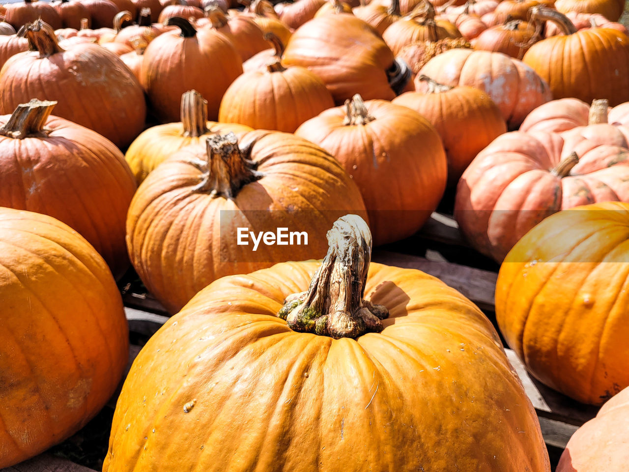 Orange pumpkins for retail sale on halloween and thanksgiving.