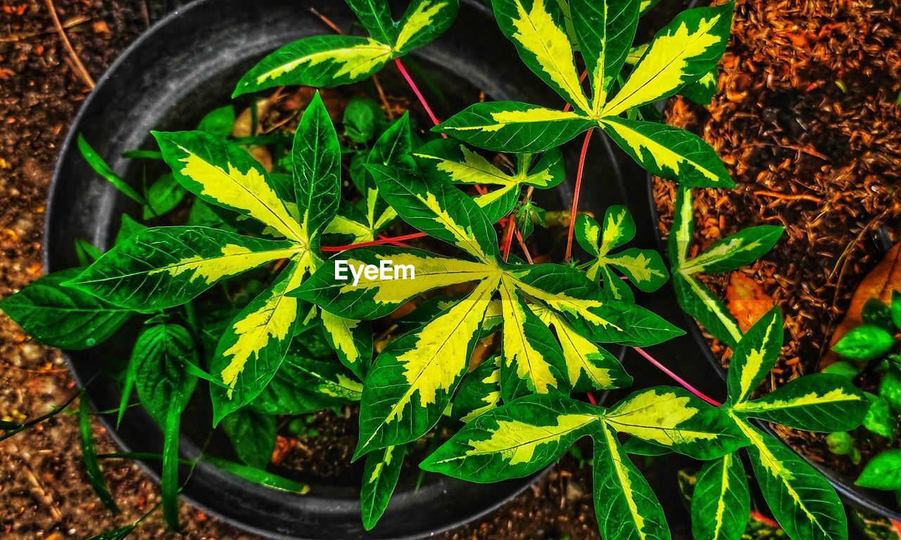 plant part, leaf, plant, green, cannabis, growth, nature, soil, high angle view, flower, herb, no people, cannabis plant, potted plant, houseplant, medicine, food and drink, healthcare and medicine, food, beauty in nature, directly above, day, outdoors, tree, close-up, container, freshness, land, field