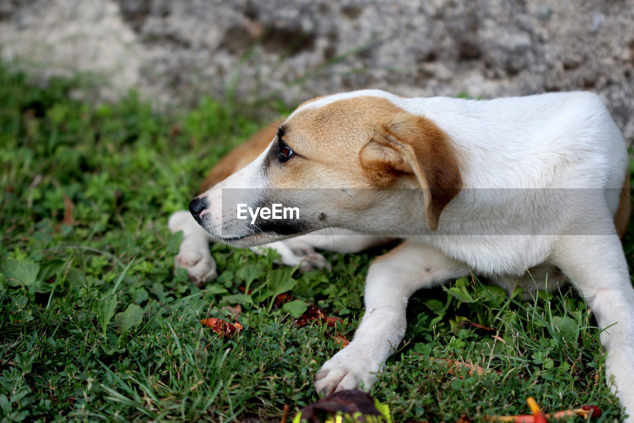 CLOSE-UP OF DOG