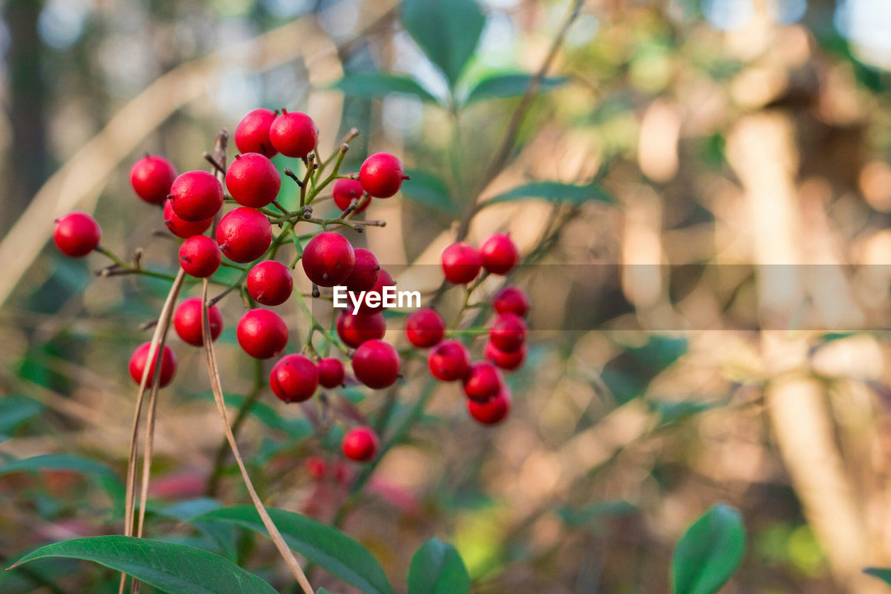 Close-up of red berries growing on plant