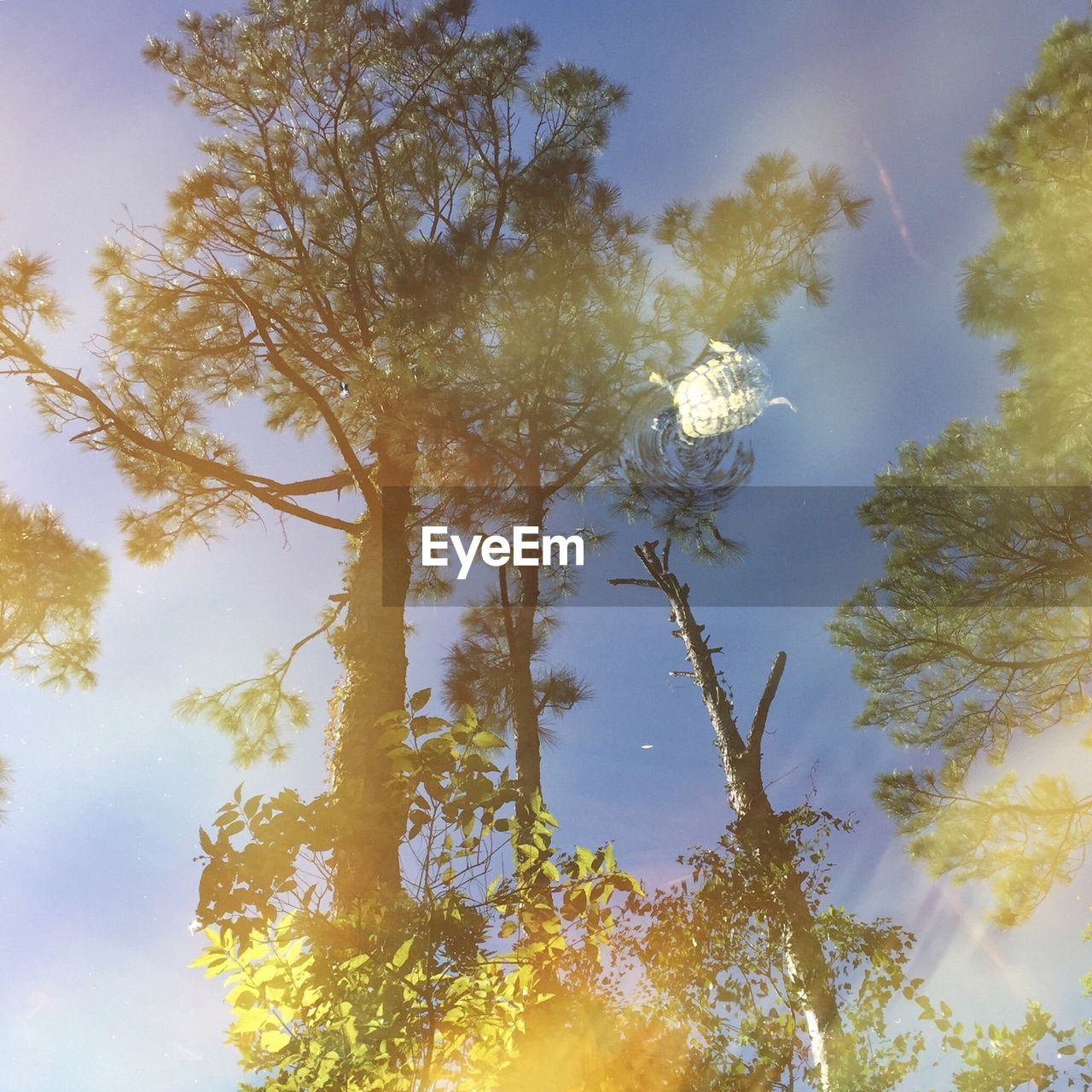 Low angle view of tree against sky