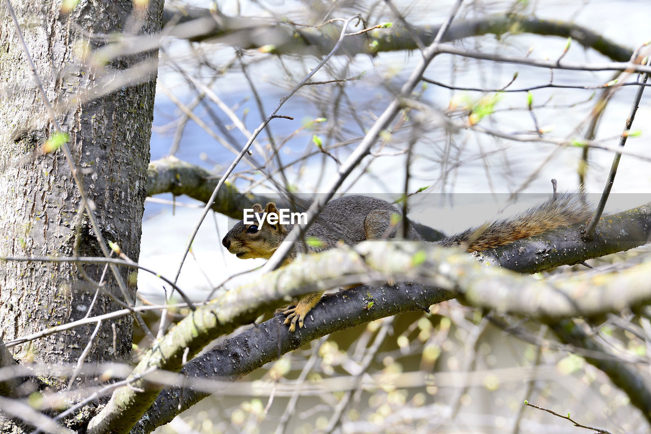 BIRD PERCHING ON BRANCH