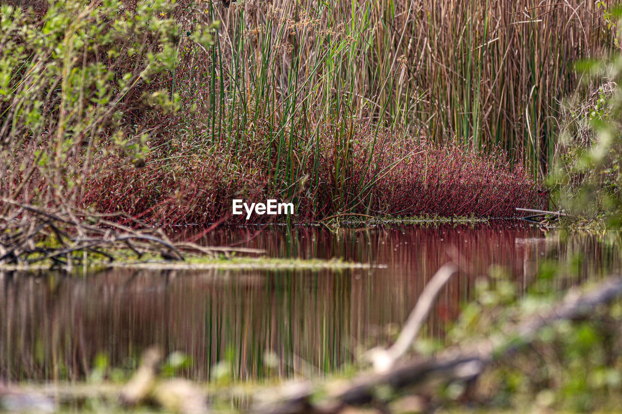 water, plant, wetland, natural environment, lake, swamp, tranquility, nature, beauty in nature, reflection, no people, tree, grass, wildlife, growth, scenics - nature, day, tranquil scene, land, forest, flower, leaf, outdoors, autumn, non-urban scene, marsh, landscape, woodland, environment, stream, green