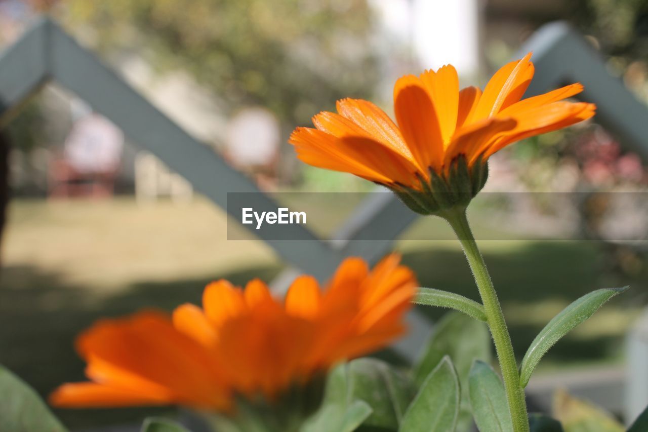 CLOSE-UP OF YELLOW FLOWERS