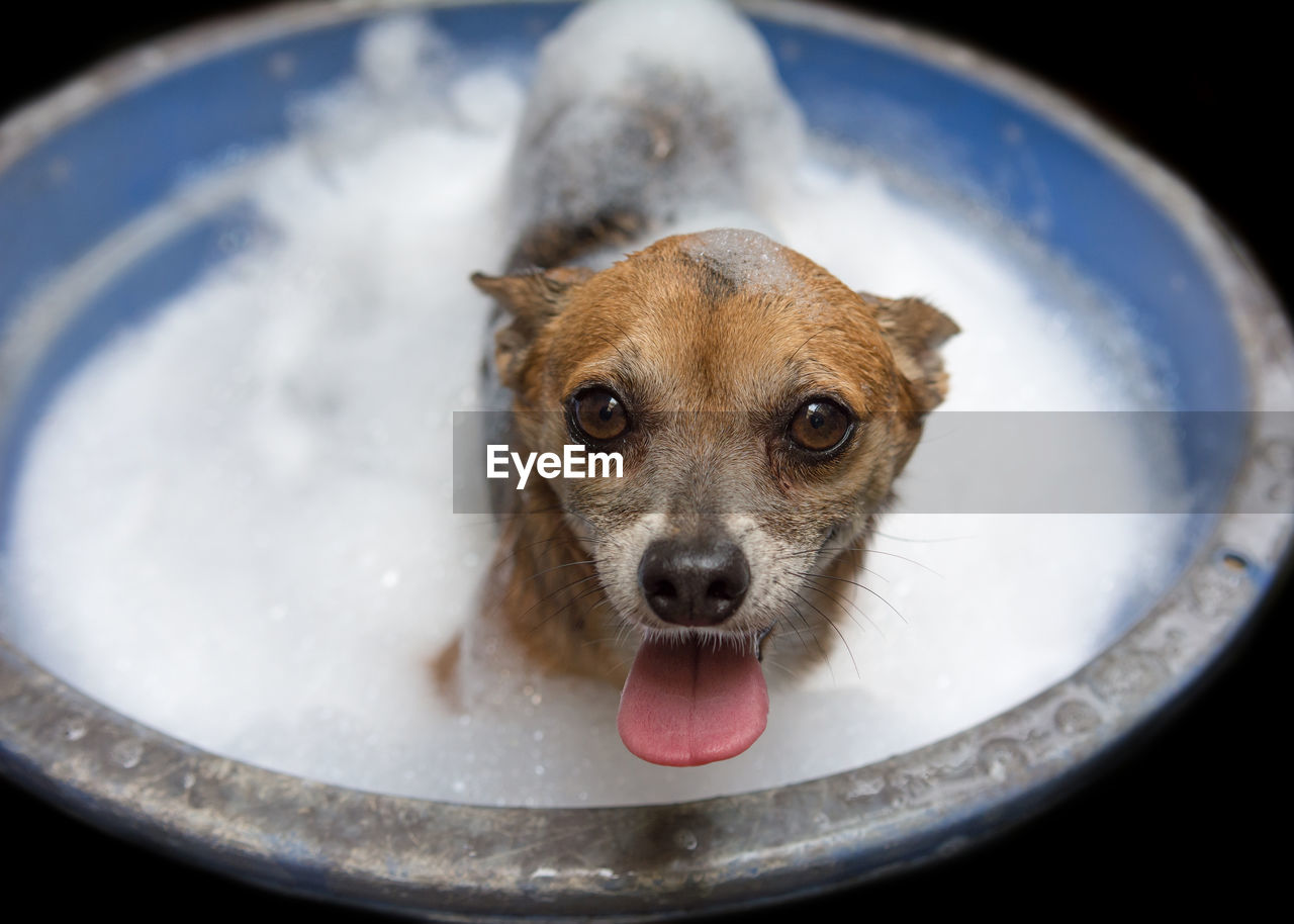 Close-up portrait of dog