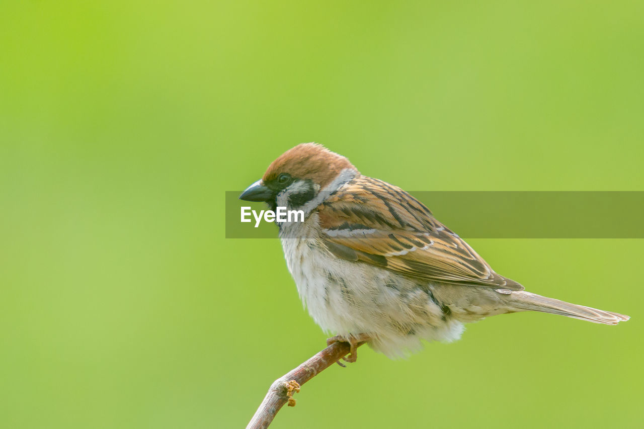 CLOSE-UP OF BIRD PERCHING ON A PLANT