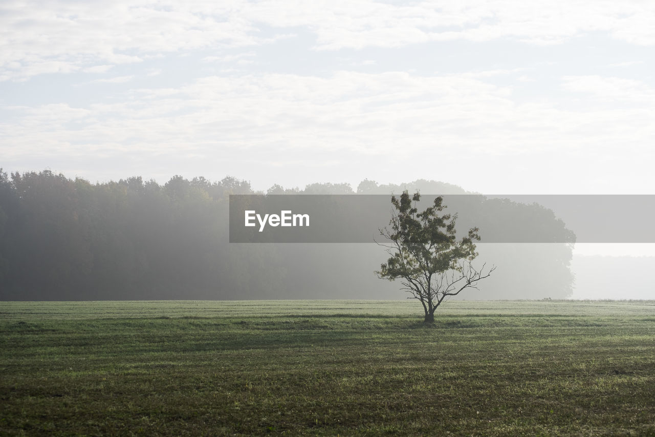 Tree on field against sky