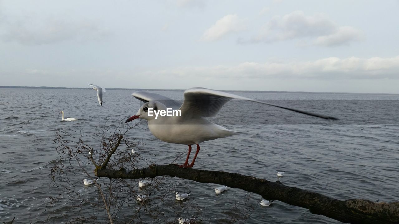 VIEW OF BIRDS IN WATER