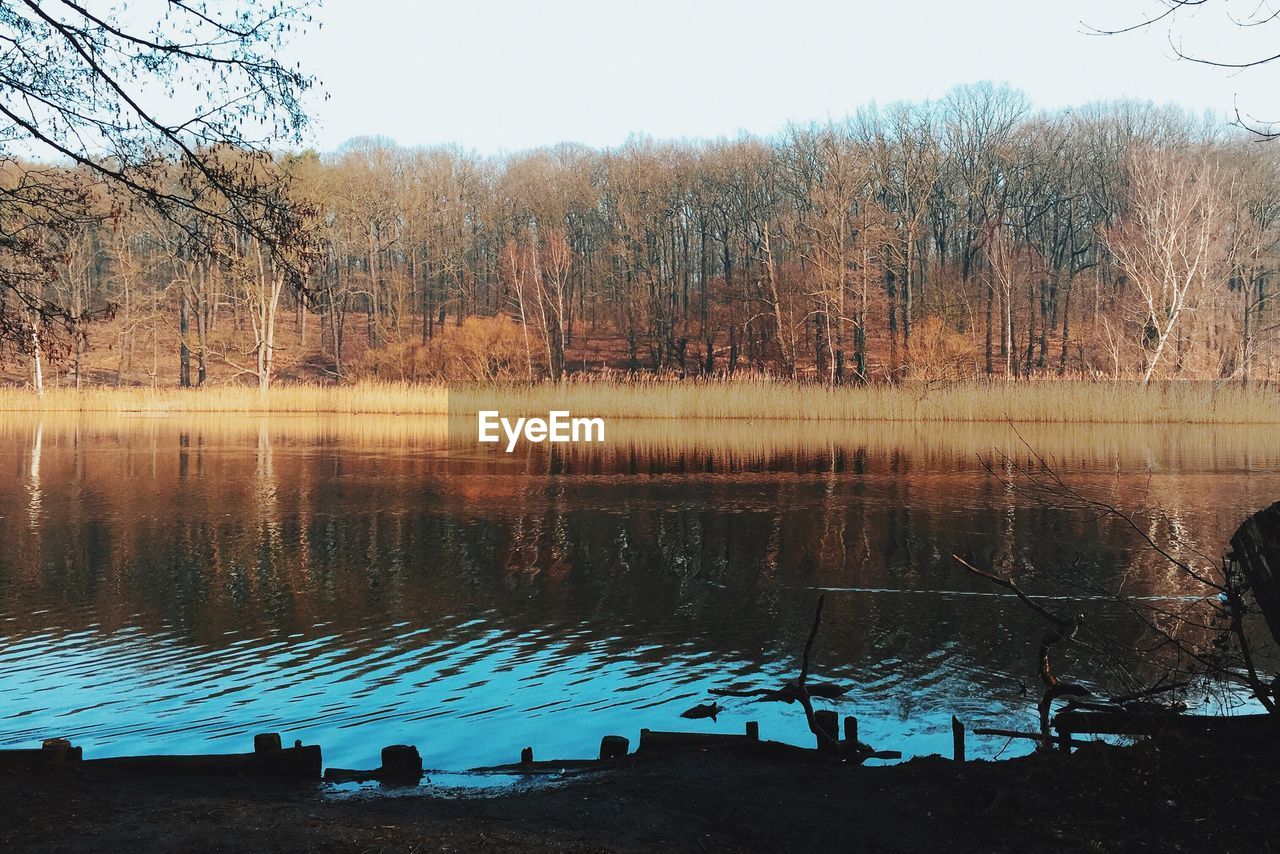 View of river in forest