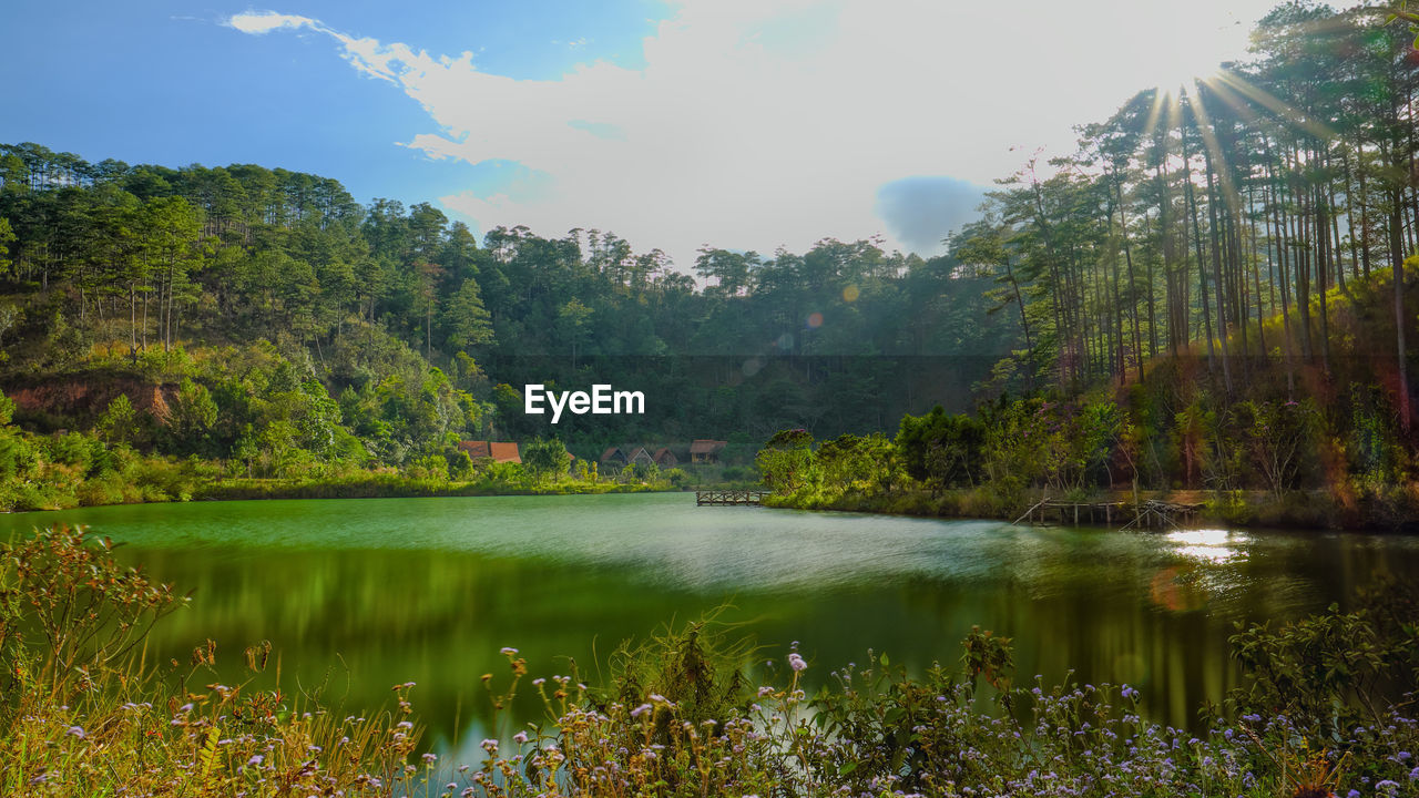 SCENIC VIEW OF LAKE BY TREES IN FOREST