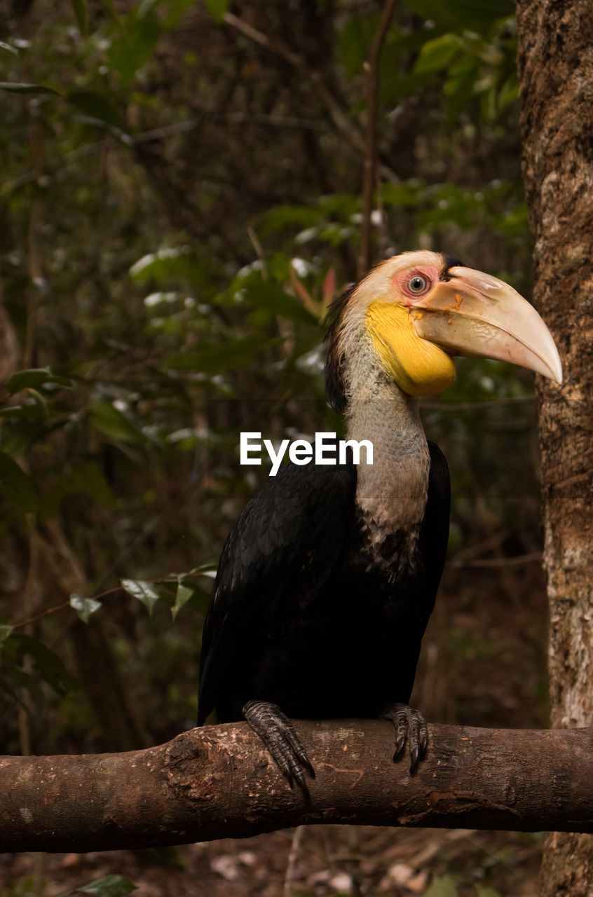 Close-up of bird perching on branch