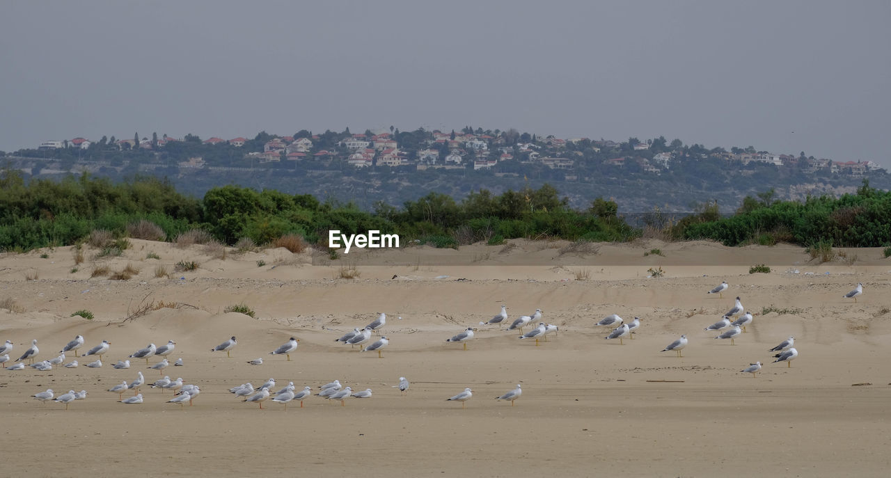 Flock of birds on beach