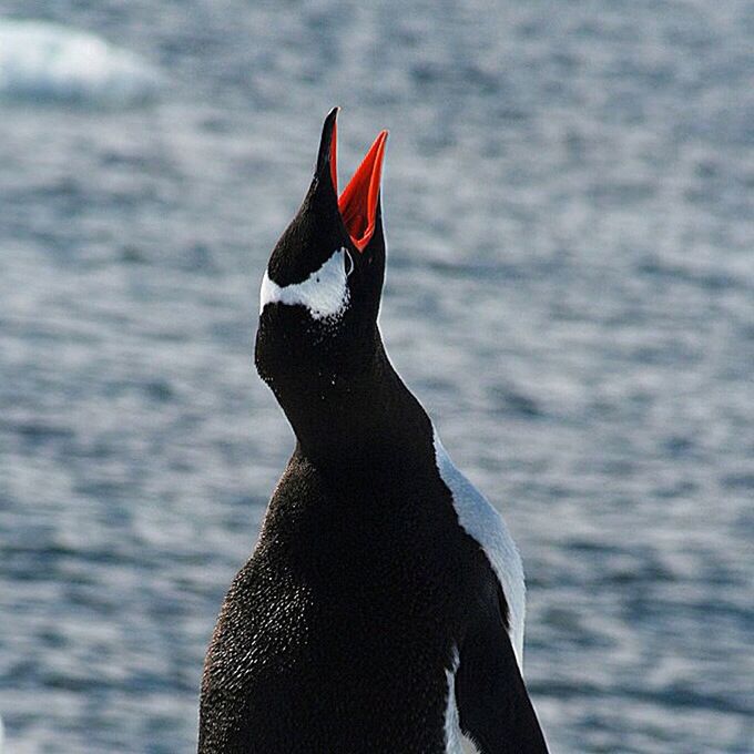bird, one animal, animals in the wild, animal wildlife, animal themes, beak, no people, nature, feather, outdoors, penguin, close-up, day