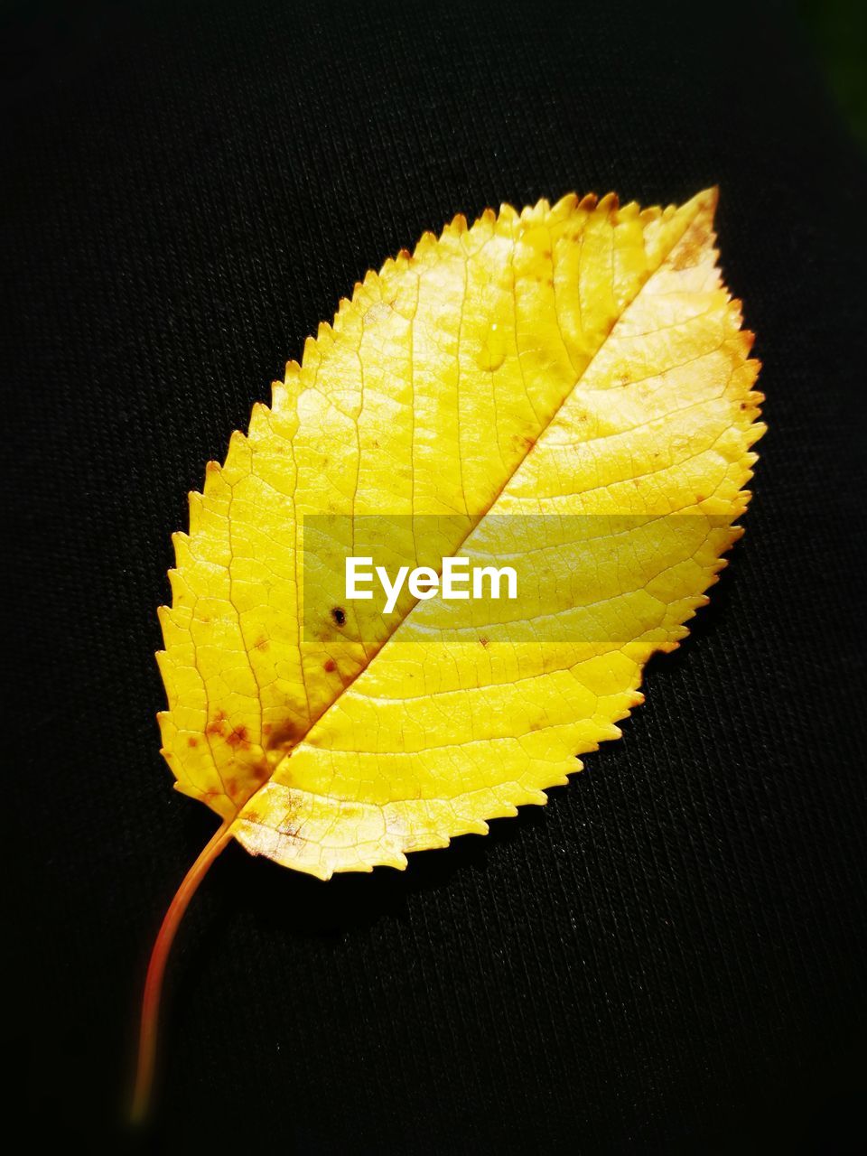 Close-up of yellow leaf against black background