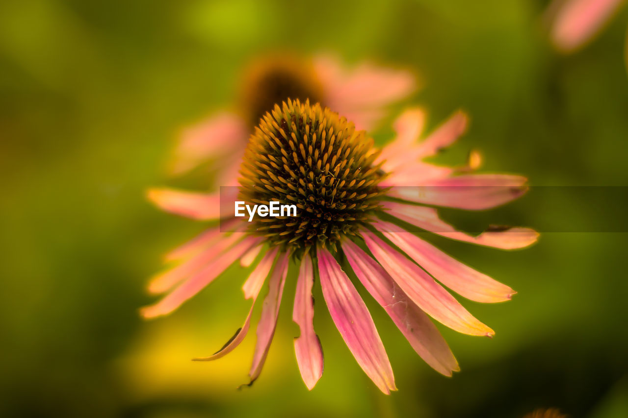 CLOSE-UP OF CONEFLOWER ON WHITE FLOWER