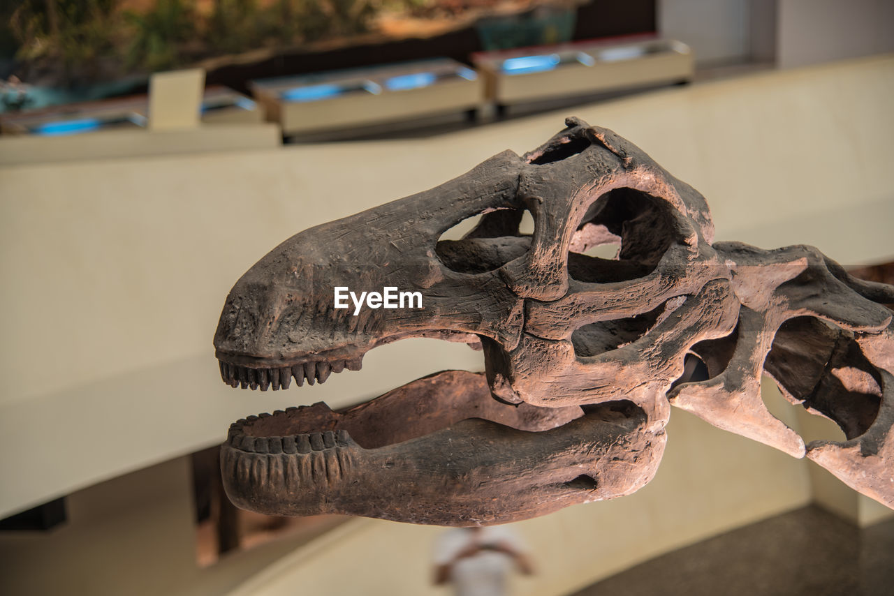 CLOSE-UP OF ANIMAL SKULL ON THE WALL