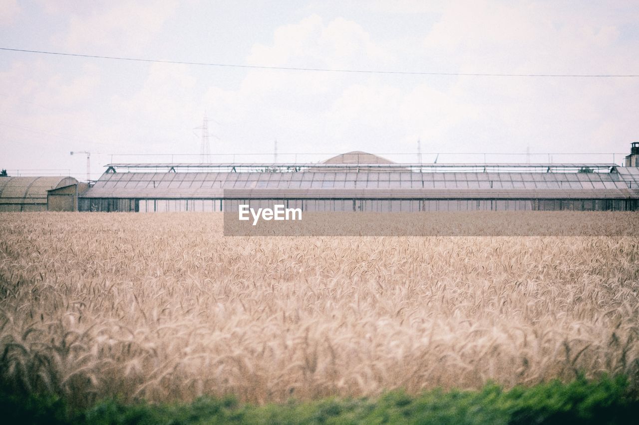 VIEW OF WHEAT FIELD