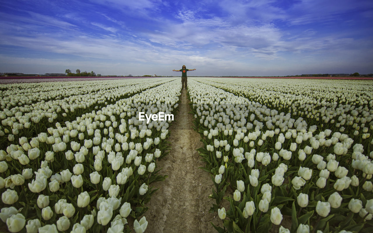 Man with arms outstretched standing at white tulip farm