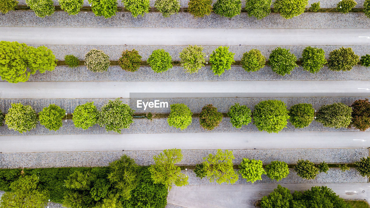 Trees on a parking - symmetry