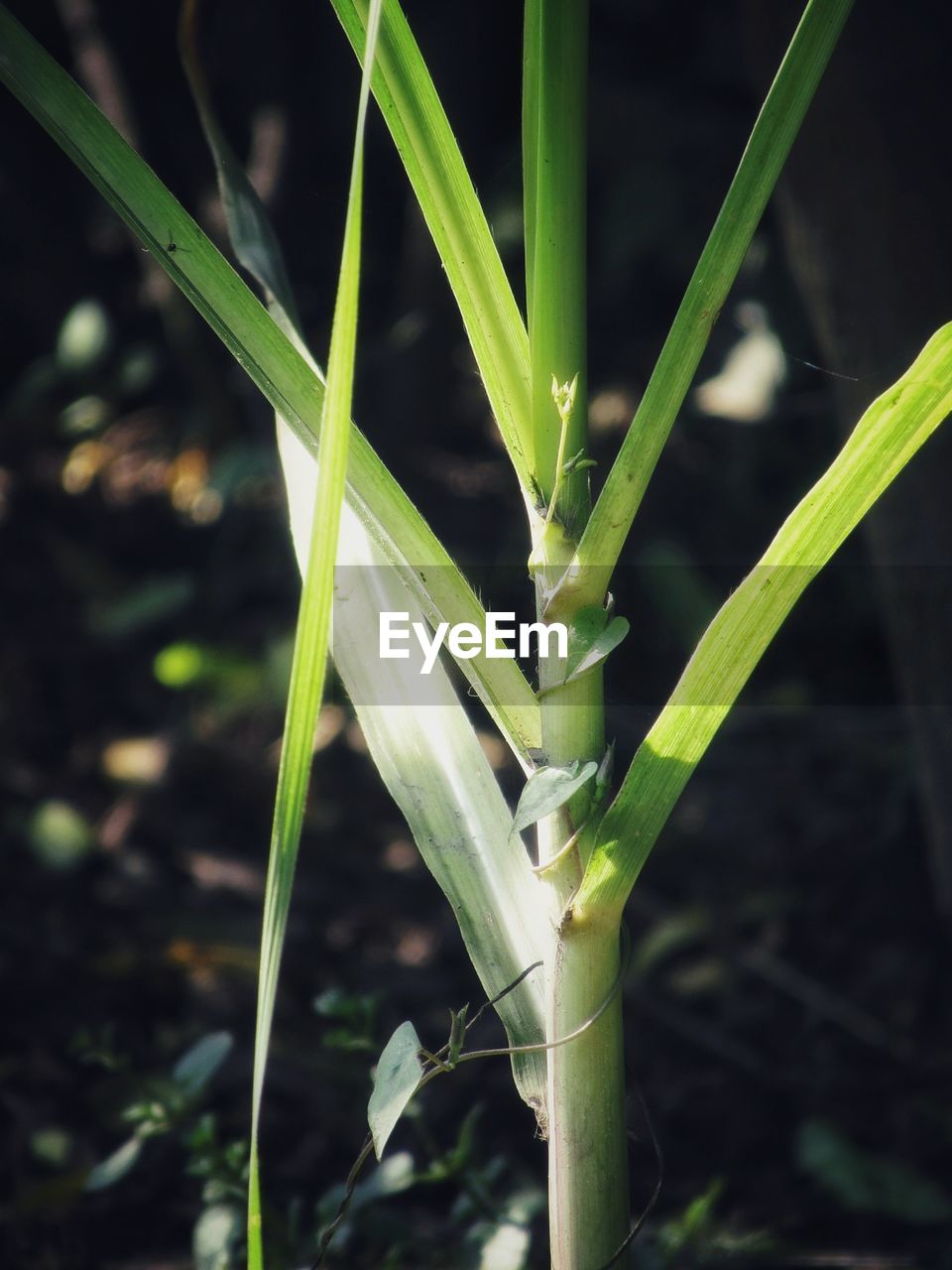 CLOSE-UP OF FRESH GREEN PLANT