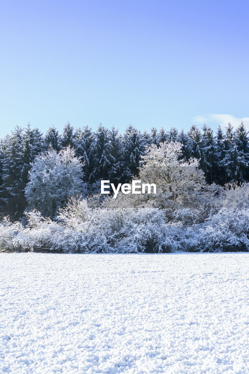 FROZEN TREES ON FIELD AGAINST CLEAR BLUE SKY