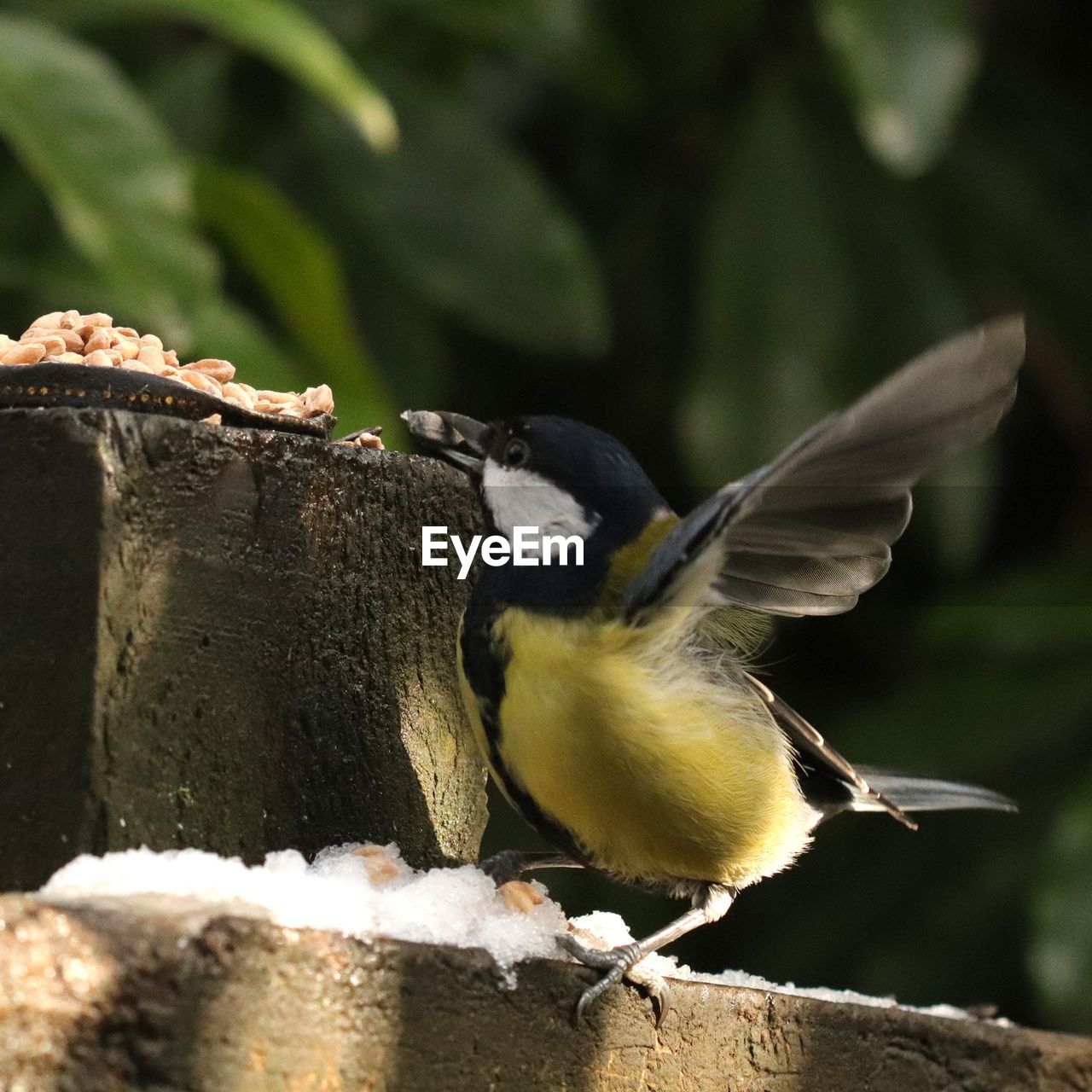 CLOSE-UP OF BIRD PERCHING ON A PLANT