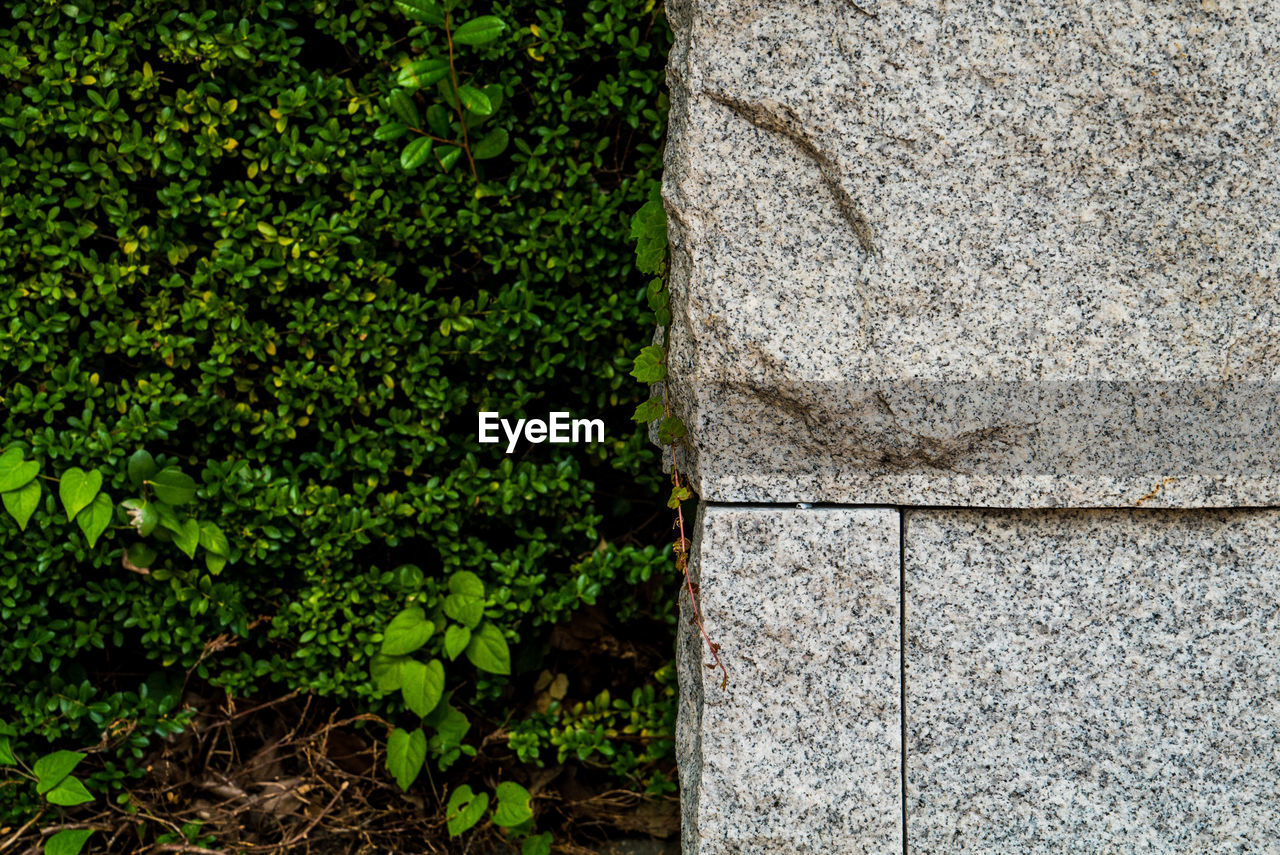 CLOSE-UP OF STONE WALL WITH PLANTS