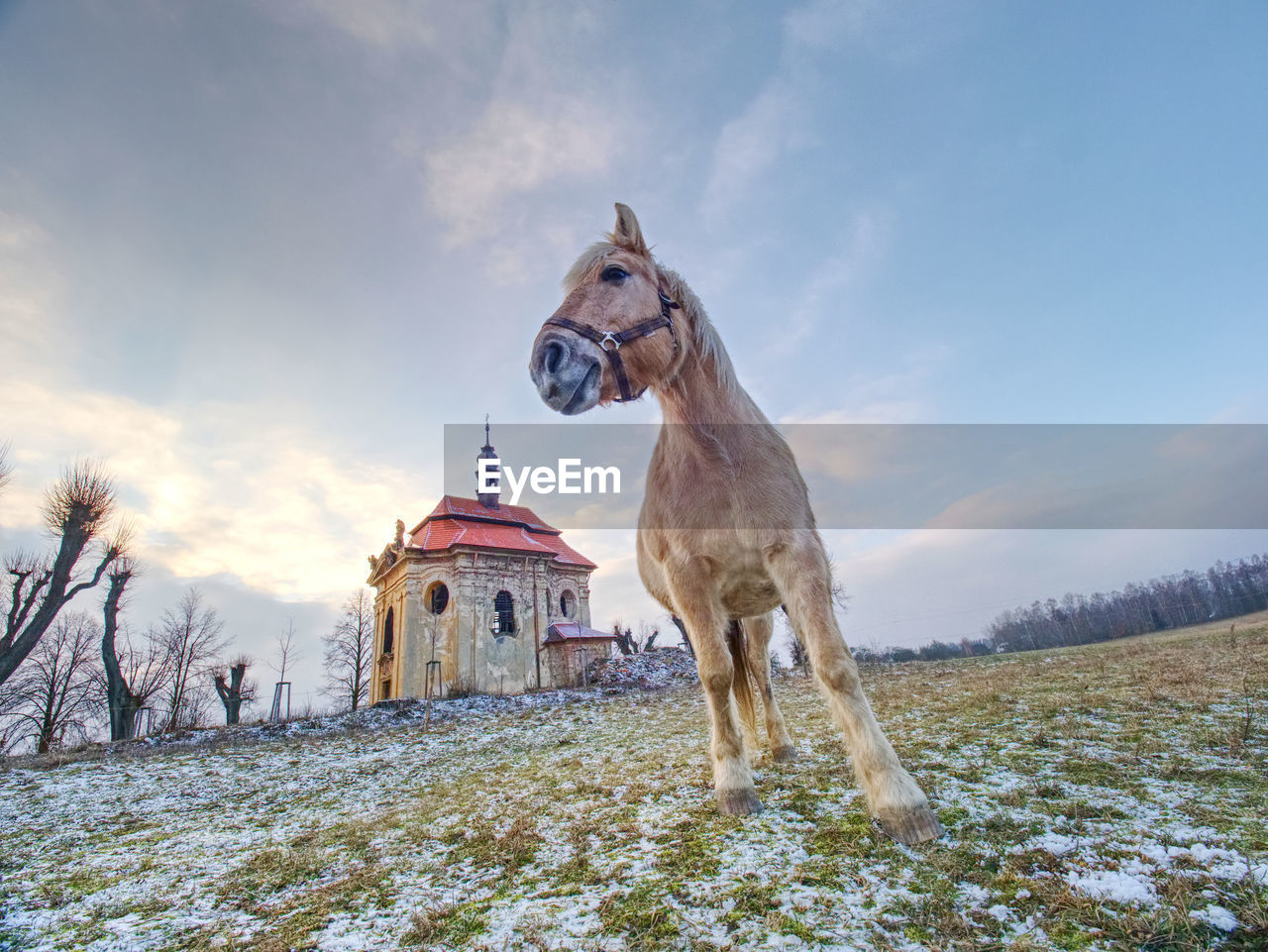 View of a white isabela  horse on snowy field in front of traditional village chapel