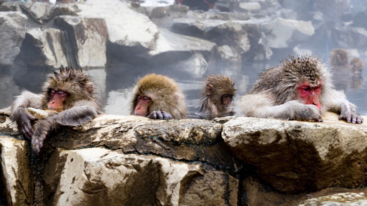 Scenic view of monkeys relaxing in water
