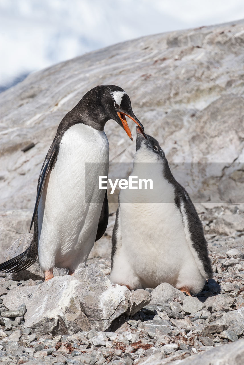 penguin perching on rock
