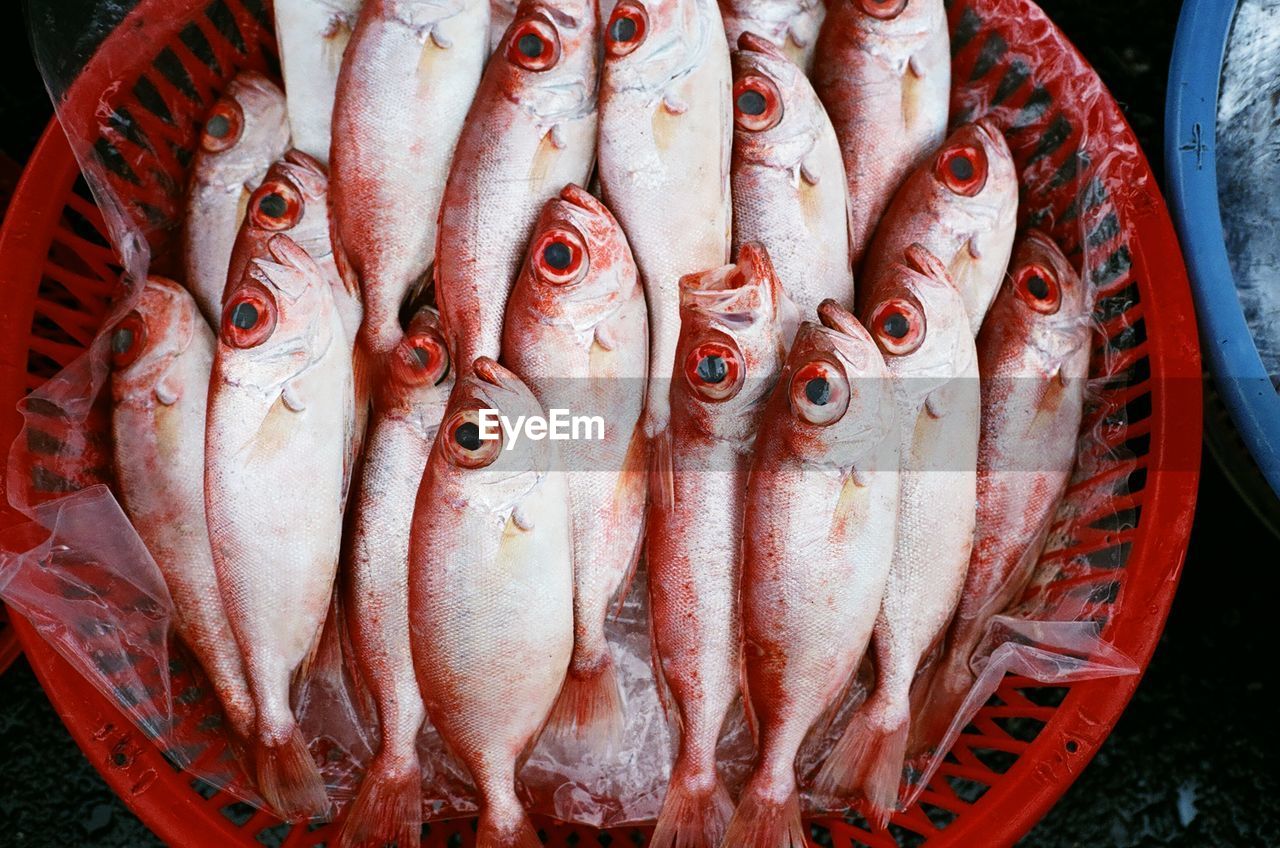Red bigeye fish