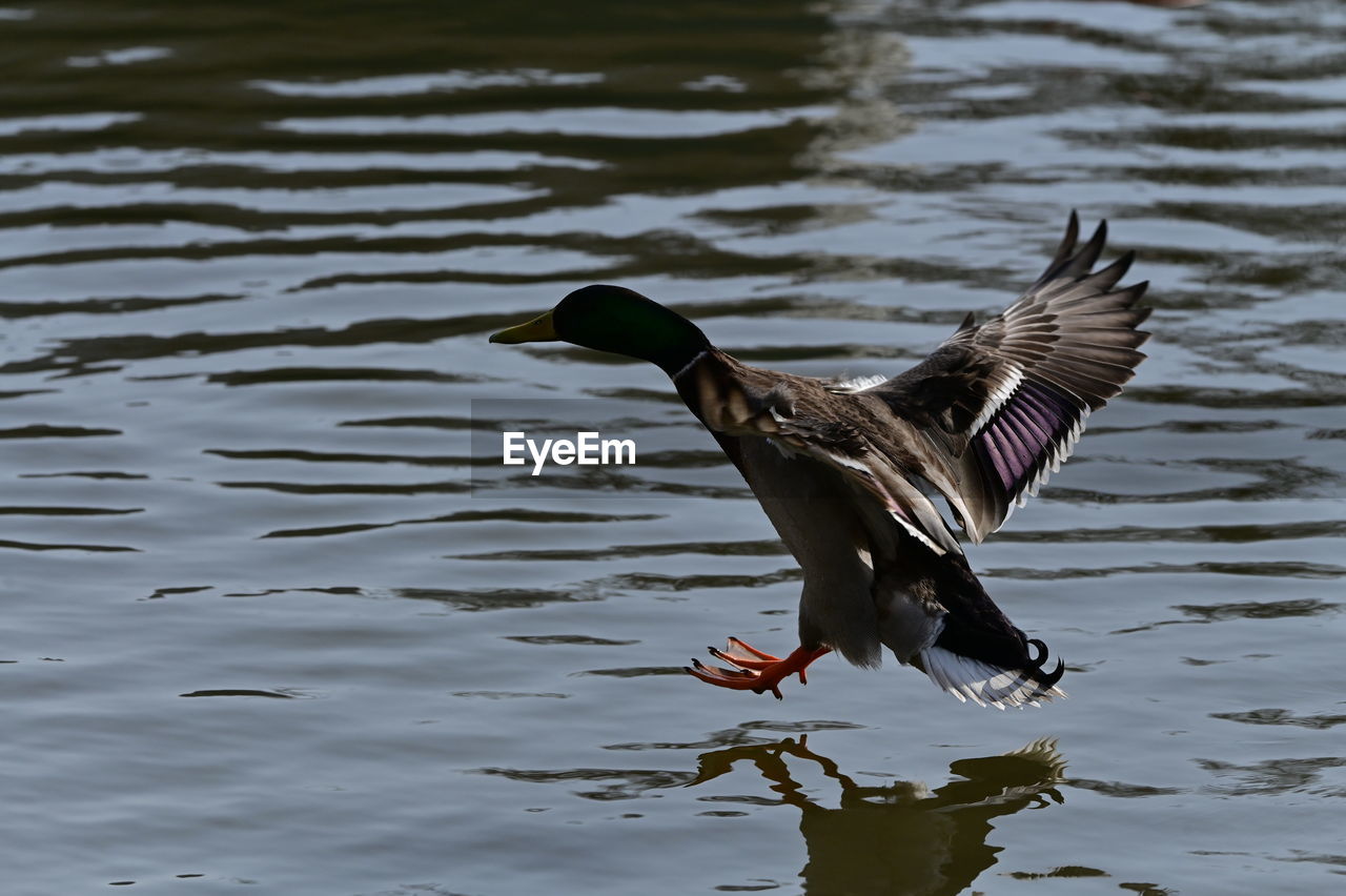 animal themes, animal, animal wildlife, bird, wildlife, water, duck, flying, one animal, water bird, ducks, geese and swans, spread wings, lake, wing, no people, nature, mallard, waterfront, day, motion, rippled, goose, beak, outdoors, animal wing, poultry, animal body part, reflection