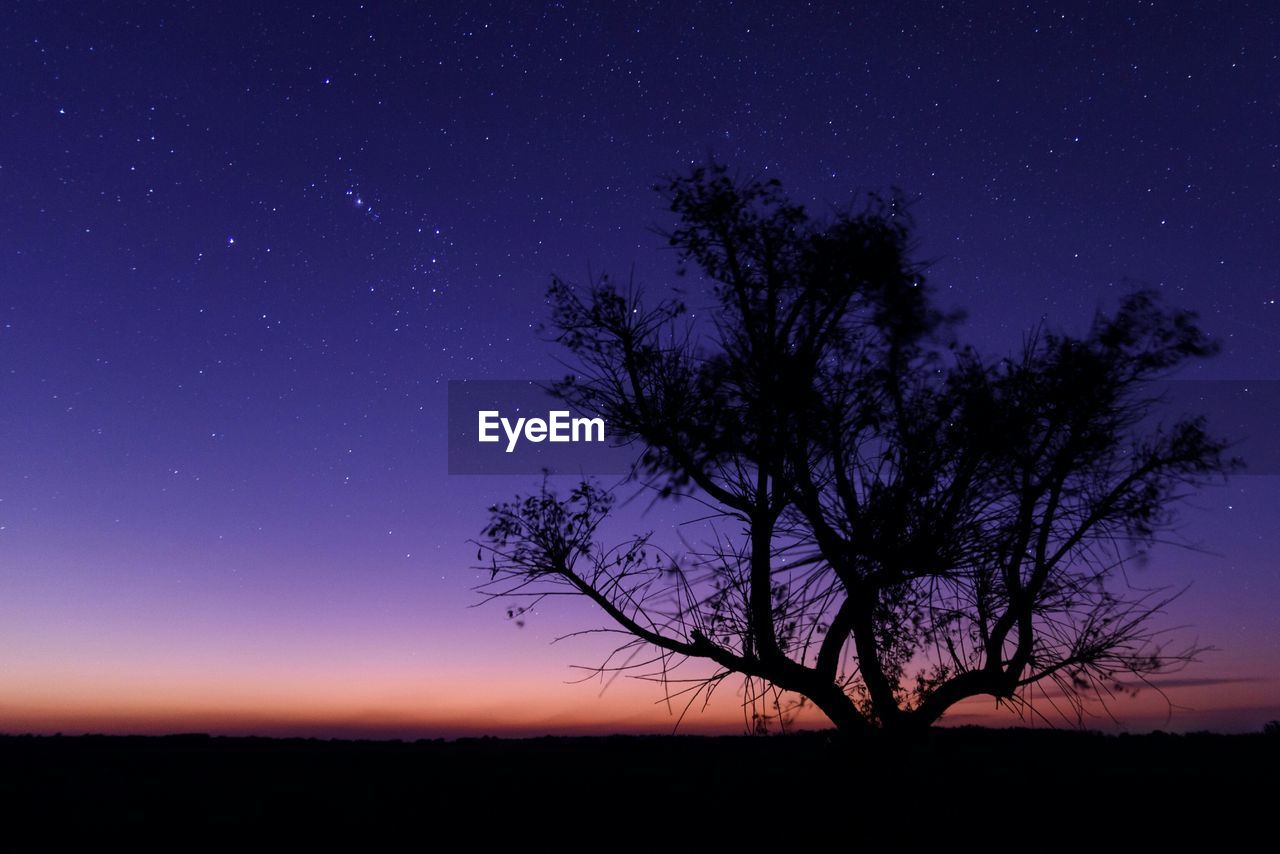 Silhouette tree on field against sky at night