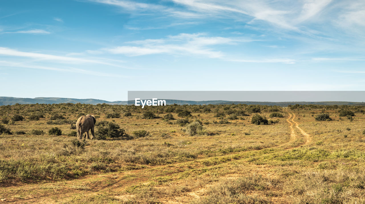 VIEW OF ANIMAL ON LANDSCAPE