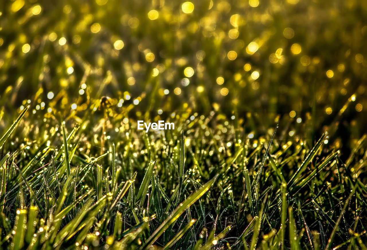 Full frame shot of wet grass on field
