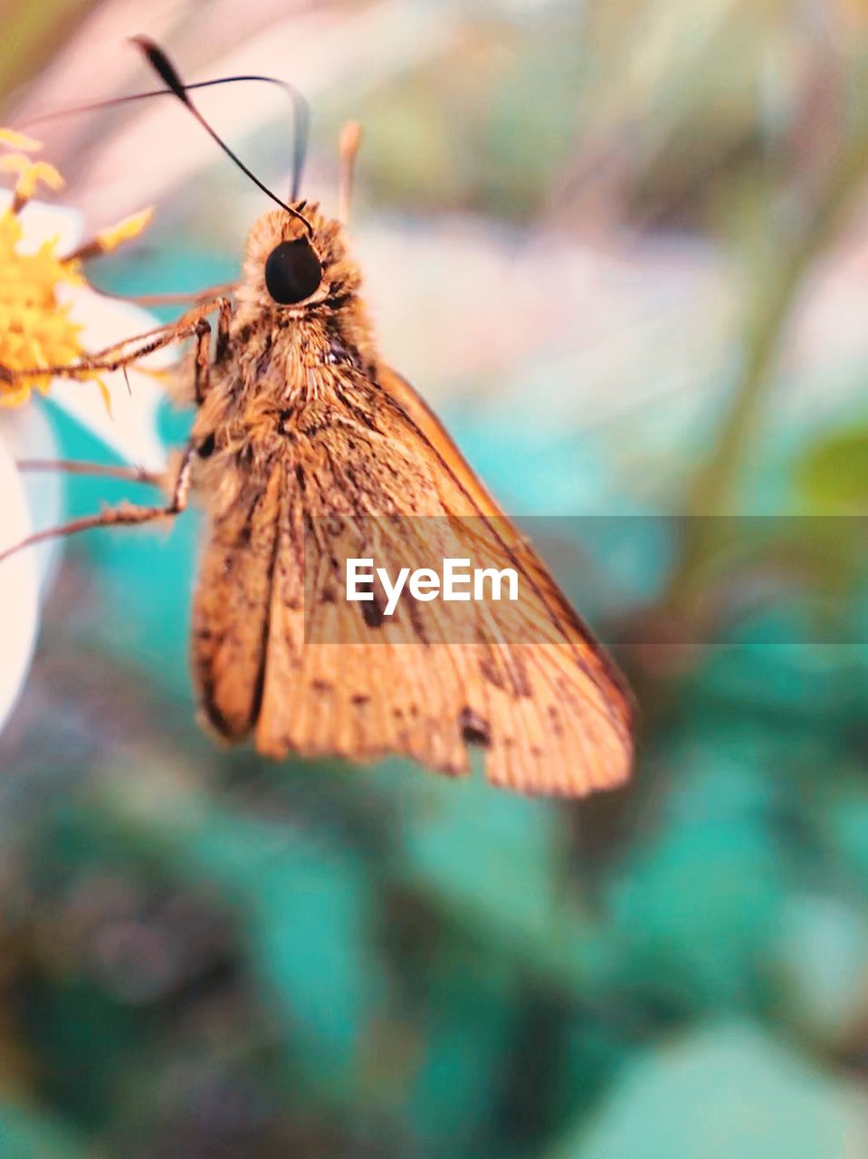 CLOSE-UP OF BUTTERFLY POLLINATING FLOWER