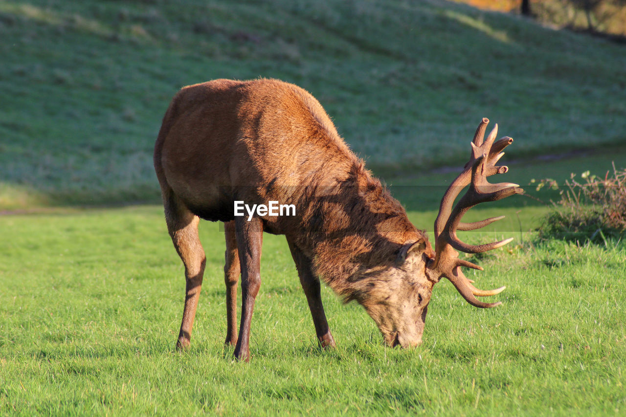 Side view of deer grazing in field