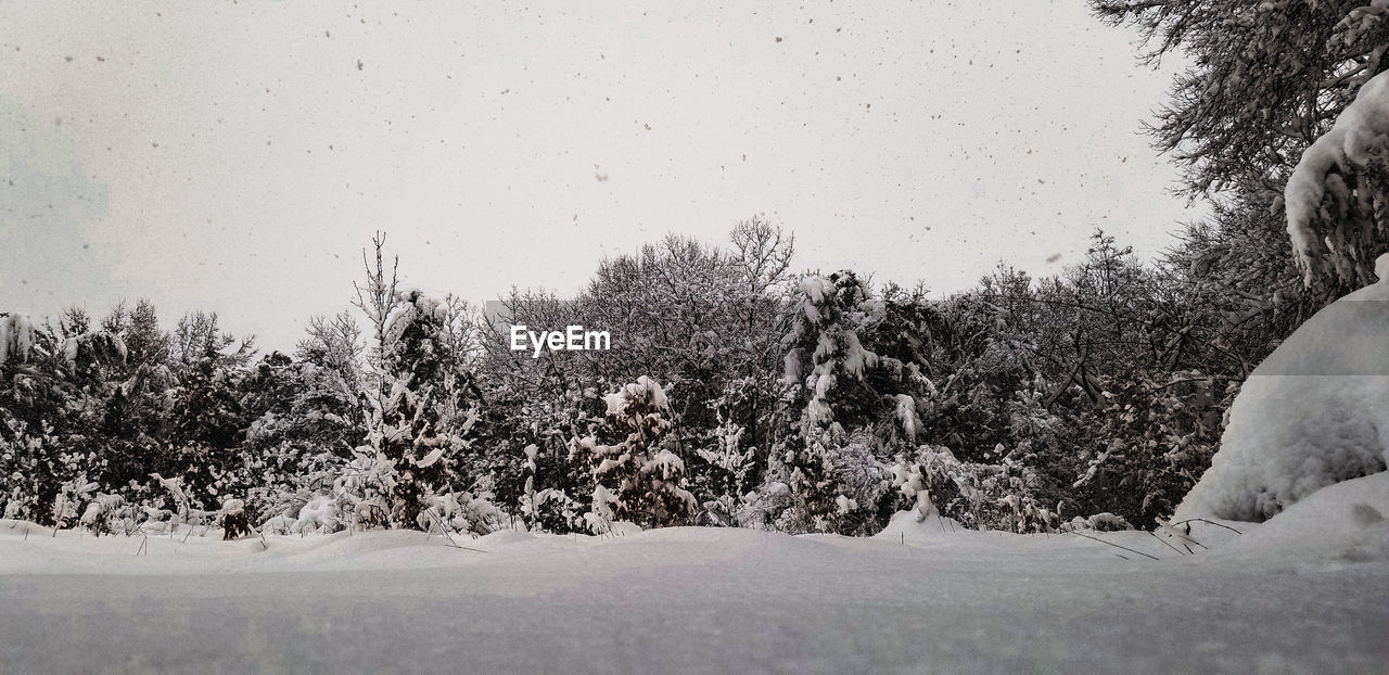 Trees on snow covered field against sky