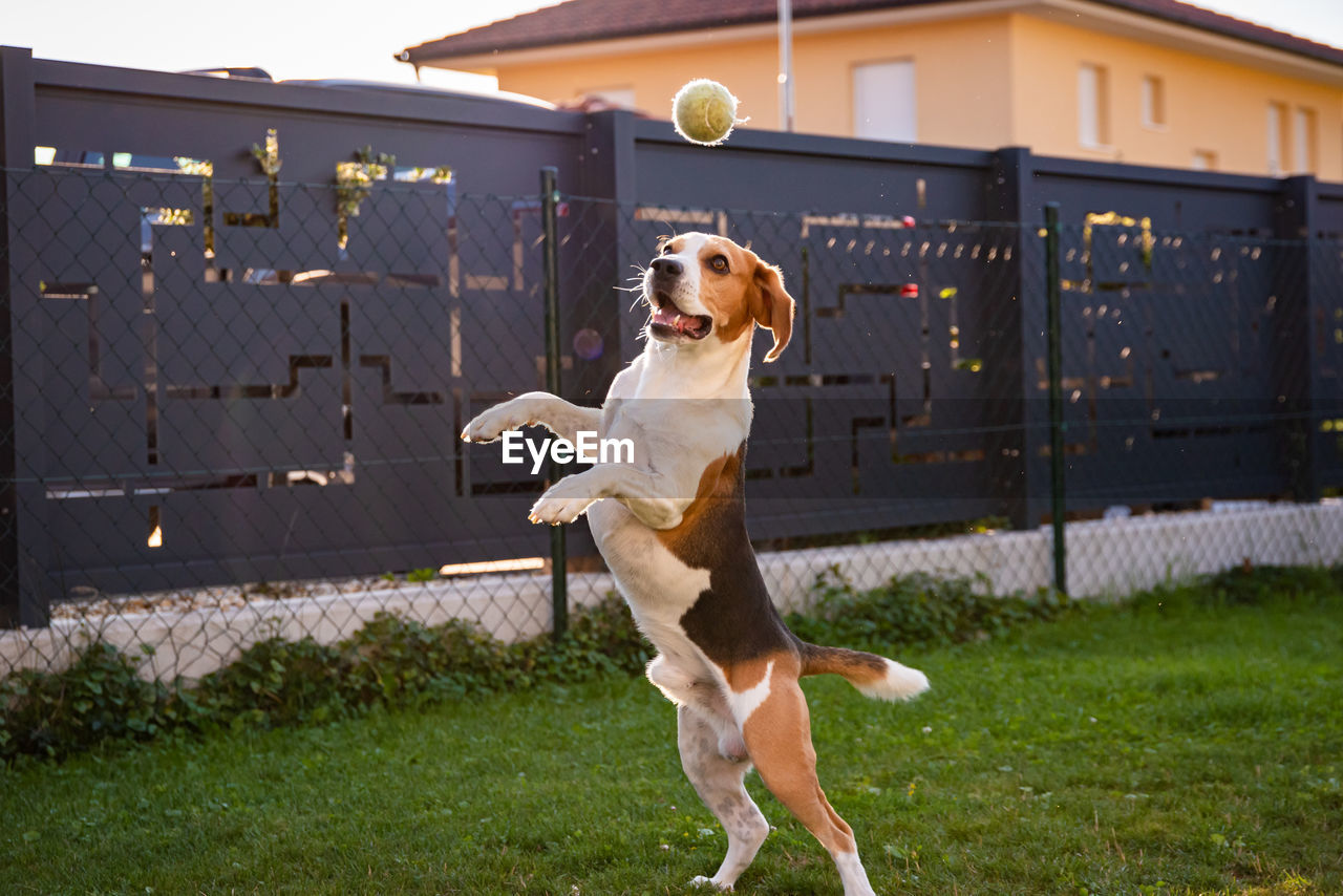 Beagle dog jumping and playing with a ball in green garden park, having lots of fun