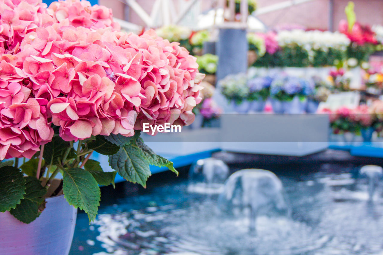 Close-up of pink flower pot