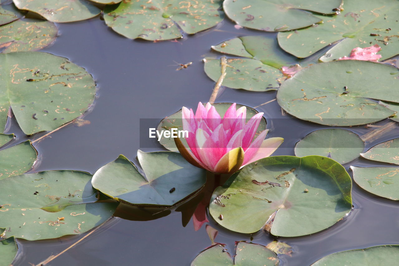 Lotus water lily in lake