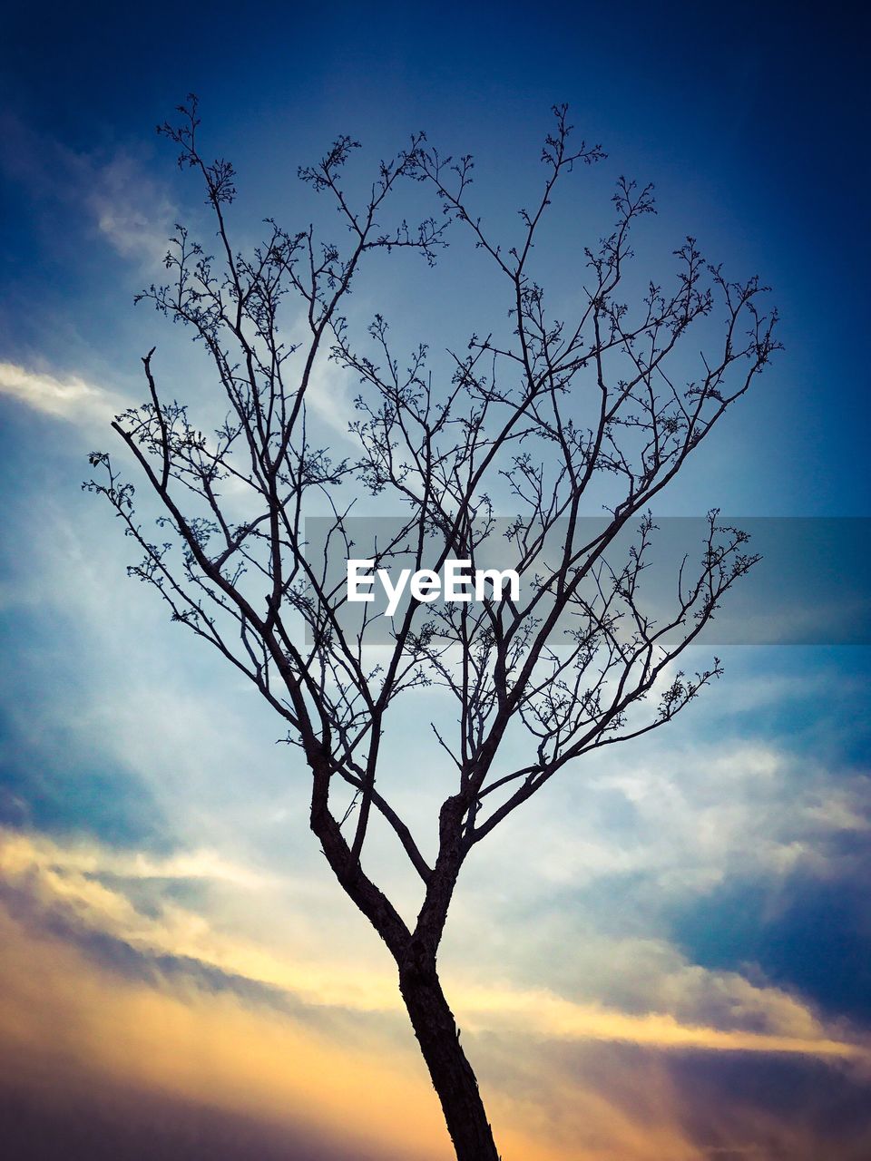 LOW ANGLE VIEW OF BARE TREE AGAINST SKY