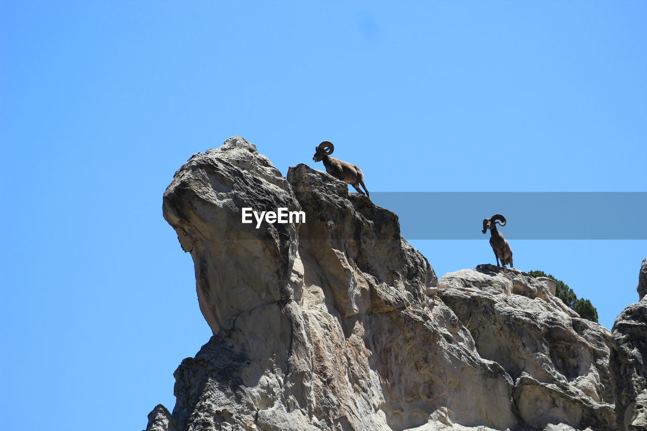 LOW ANGLE VIEW OF BIRDS PERCHING ON ROCK AGAINST BLUE SKY